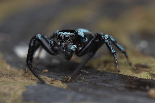Photo of Fighting Spider (Thiania suboppressa)