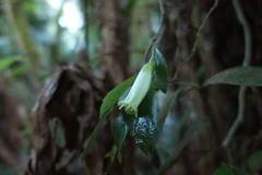 Fieldia australis