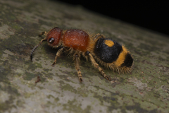 Odontomutilla uranioides