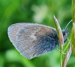 Coenonympha