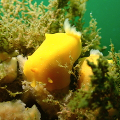Baptodoris mimetica