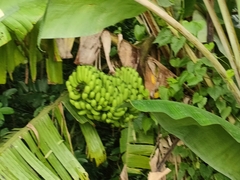 Musa acuminata