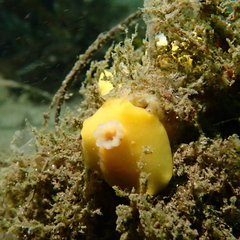 Baptodoris mimetica
