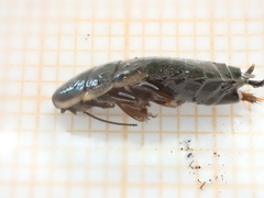 Loboptera canariensis