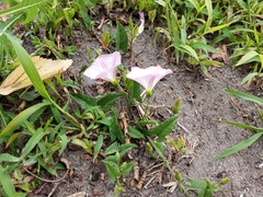 Convolvulus arvensis