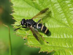 Temnostoma bombylans