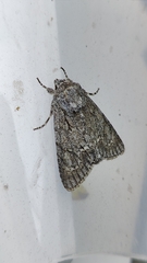Acronicta aceris