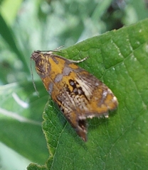 Olethreutes arcuella