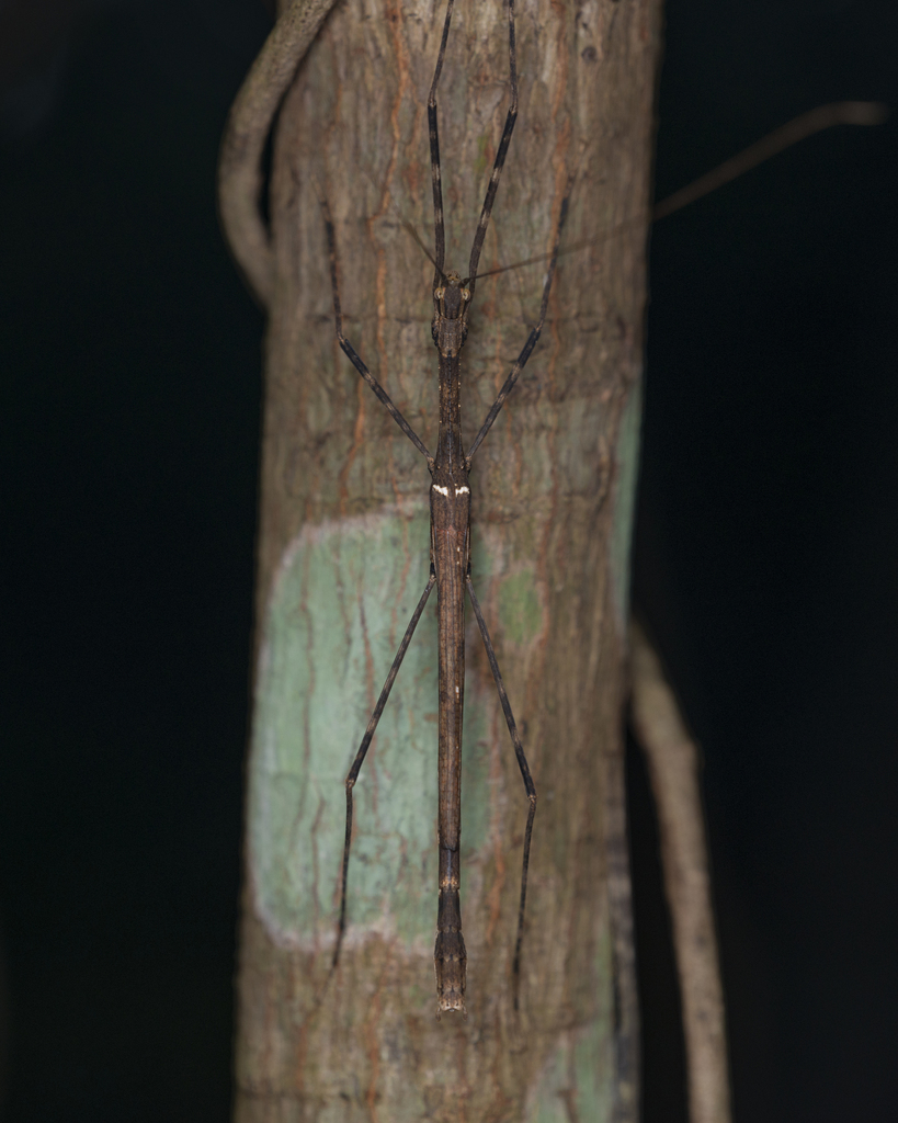 Maculonecroscia