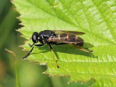 Temnostoma bombylans