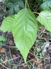 Wilsonomyces carpophilus