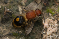 Odontomutilla uranioides