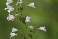 Penstemon multiflorus