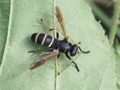 Temnostoma bombylans