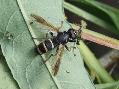 Temnostoma bombylans