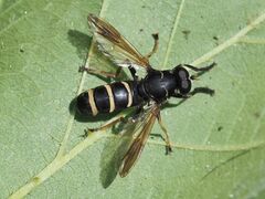 Temnostoma bombylans