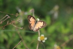 Colotis amata