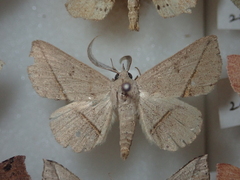Ugia insuspecta