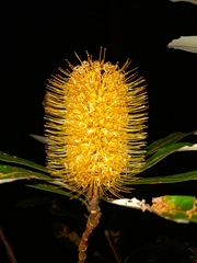 Banksia conferta