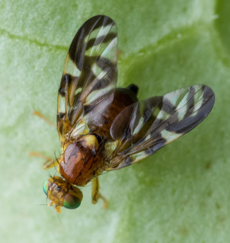 Celery Fly, photo 3 of 10