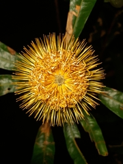 Banksia conferta