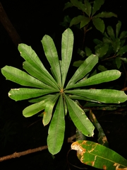 Banksia conferta