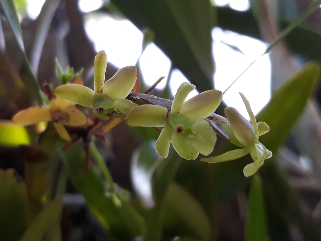 Epidendrum cardiophorum