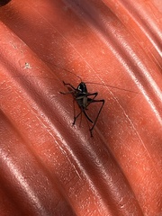 Eupholidoptera smyrnensis