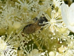 Andrena proxima