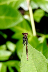 Argia apicalis