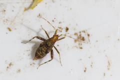 Phytocoris ulmi