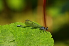 Argia frequentula