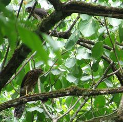 Micrastur semitorquatus