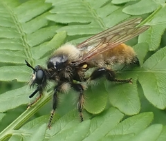 Laphria flava