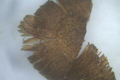 Inocybe australiensis