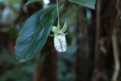 Fieldia australis