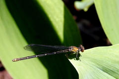 Argia apicalis