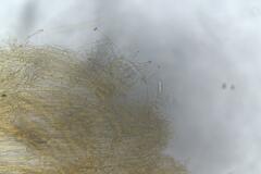 Inocybe australiensis