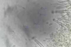 Inocybe australiensis