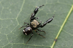 Harmochirus insulanus