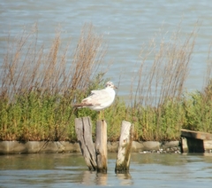 Ichthyaetus melanocephalus