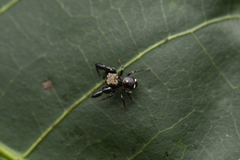 Harmochirus insulanus