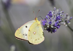 Colias croceus