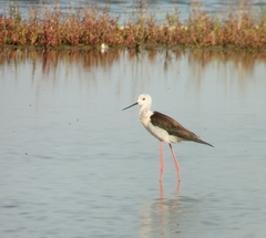 Himantopus himantopus