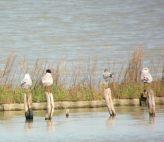 Ichthyaetus melanocephalus