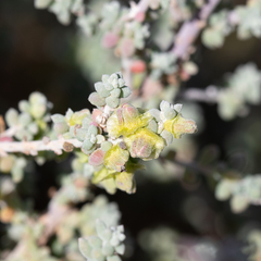 Maireana pyramidata