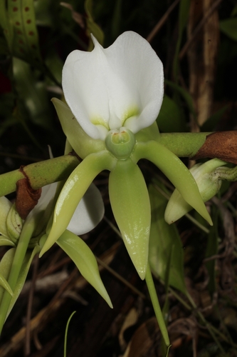 Ivory-Colored Angraecum
