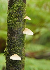 Conchomyces bursiformis