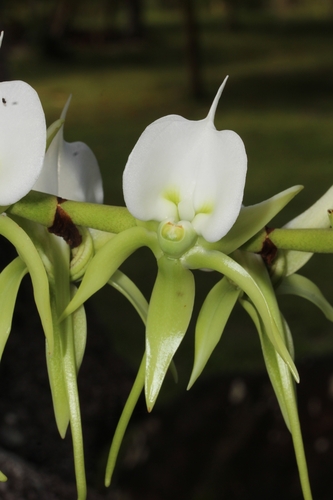 Ivory-Colored Angraecum