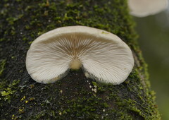 Conchomyces bursiformis